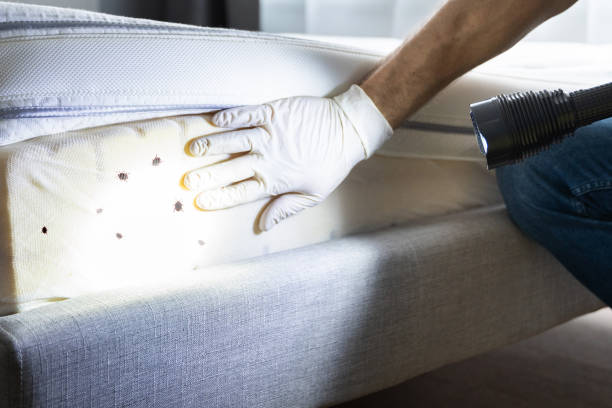 Best Local Pest Control Services  in Palm Valley, TX
