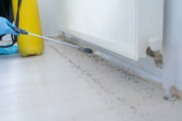 Best Local Pest Control Services  in Palm Valley, TX